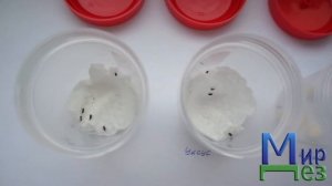 Самостоятельное уничтожение долгоносиков в квартире