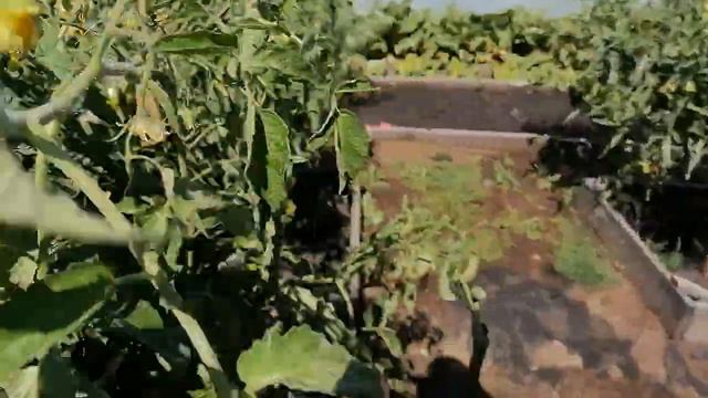 Урожайные ПОМИДОРЫ для Сибири и отличного урожая ! смотреть онлайн