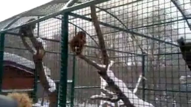 Rovno`s zoo смотреть онлайн
