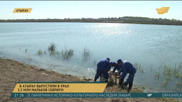 В Атырау выпустили в Урал 3,5 млн мальков севрюги смотреть онлайн