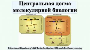 Центральная догма молекулярной биологии