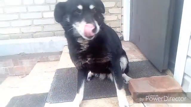 Реакция животных,когда их гладят.