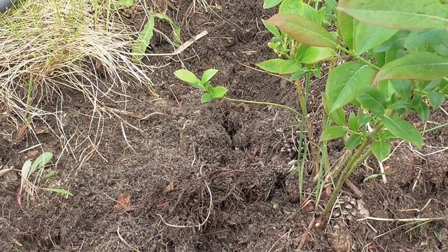 Бур'яни на лохині - що робити. Агроволокно, підживлення, кроти смотреть онлайн