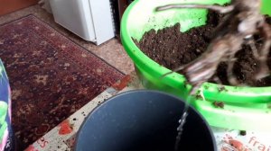 Как правильно посадить розу с коробки ,купленную в магазине.Я не профи ,просто делюсь как ,это дела