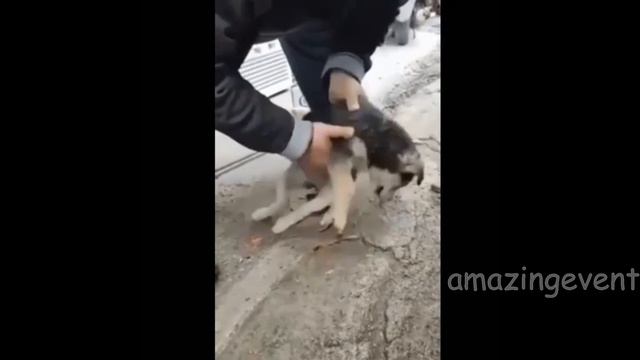 Мужчина спас собаку от удушья смотреть онлайн