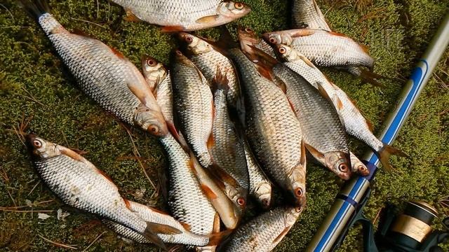 Как ловить плотву в июле?