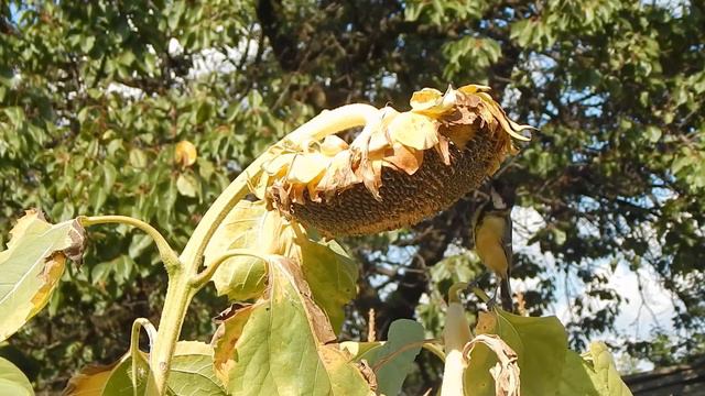 Большие синицы собирают урожай подсолнуха (Нелёгкое это дело, оказывается) смотреть онлайн