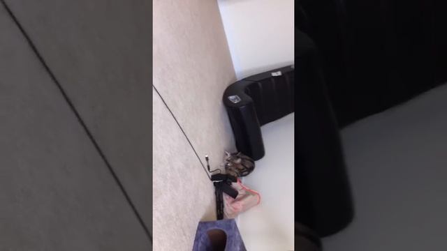 Java and Ruby Cat Testers - Part 1 Flying Frenzy смотреть онлайн