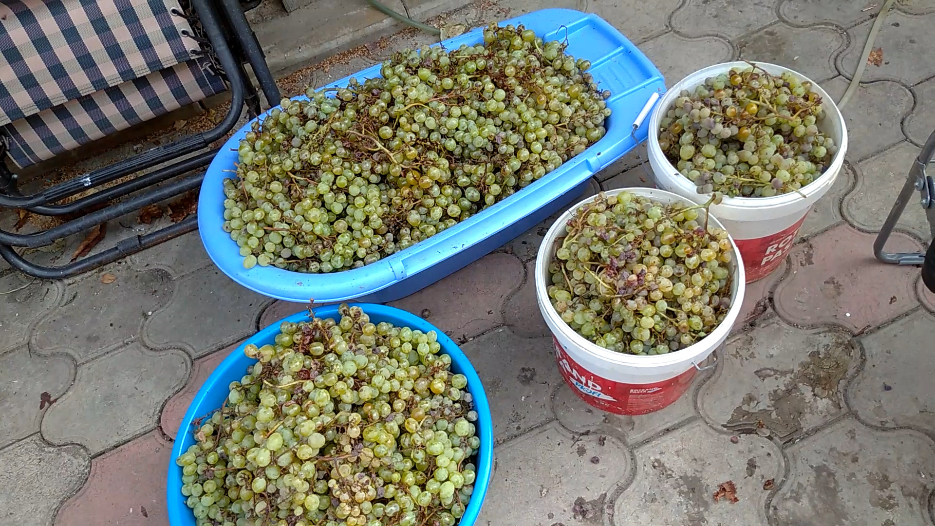 Изготовление домашнего вина из белого винограда.