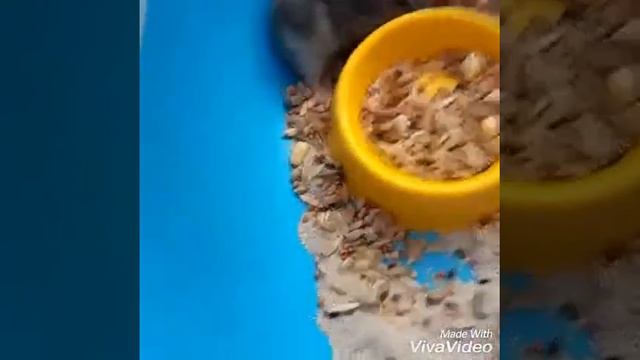 Я по тебе так сильно скучаю (поет лапочка) смотреть онлайн