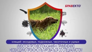 Бравекто -  таблетка от блох и клещей для собак