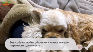 Все о породе американский кокер спаниель