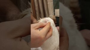 Как избавиться от черных точек на подбородке у кошки.