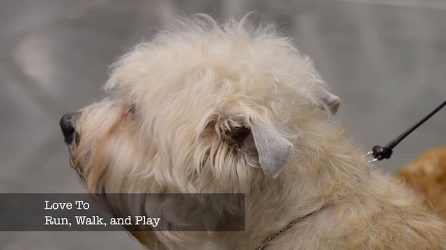 Glen of Imaal Terrier смотреть онлайн