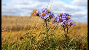 А  Пушкин  Цветы последние милей #философскаялирика #стихиобосени #поэты19века