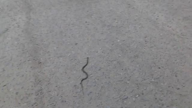 Детеныши змей 