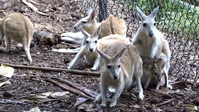 Nailtail wallabies with joey, Wildlife Habitat, Port Douglas, Queensland смотреть онлайн