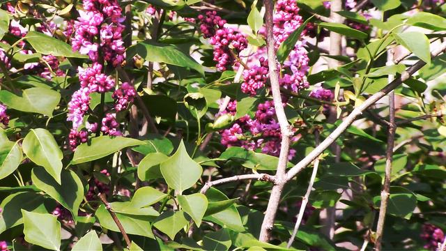 Пушистые ветки сирени «турецкой калины». Fluffy branches of lilac "Turkish Kalina". смотреть онлайн