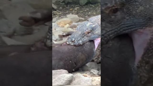 the Komodo dragon is the winner 🥇 смотреть онлайн