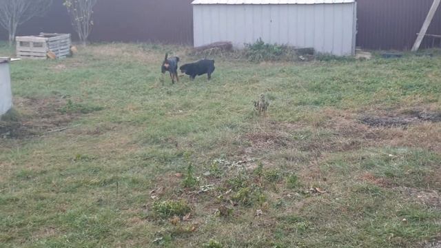 Тёплый денёк #ротвейлер #чихуахуа смотреть онлайн