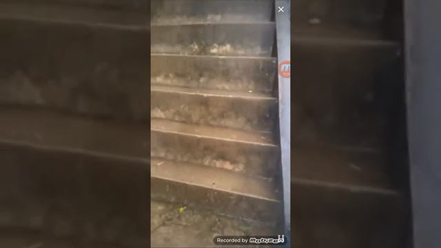 В погоне за приключениями. Таиланд. Самостоятельная поездка в провинцию Краби. Храм Тигра. 7 смотреть онлайн