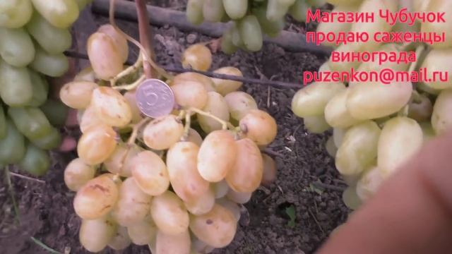 Виноград Юлиан- очень ранний срок созревания с крупной красивой ягодой (Пузенко Наталья Лариасовна) смотреть онлайн