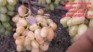 Виноград Юлиан- очень ранний срок созревания с крупной красивой ягодой (Пузенко Наталья Лариасовна)