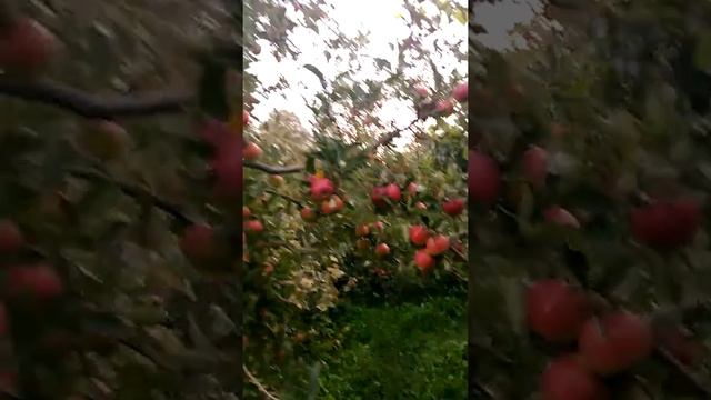 Яблука.сорт Джонатан. смотреть онлайн