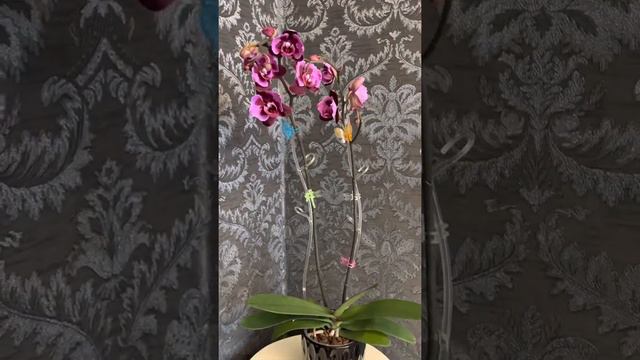 Новинка 🤩Орхидея бабочка 🦋🌸 смотреть онлайн