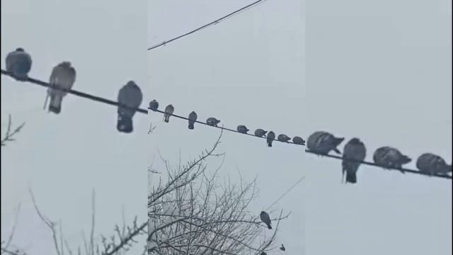 ПАМИР ХОРОГ 2023 смотреть онлайн