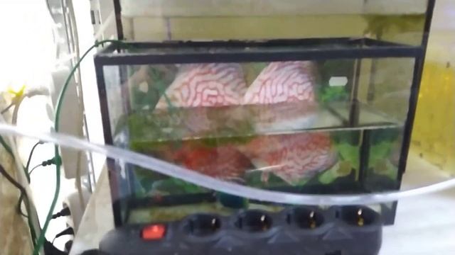 Этот день меня порадовал. Нерест рыбок на акваферме. Петушки. Золотистые сомики. Моллинезия. смотреть онлайн