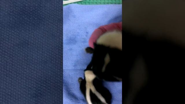 Little Stinkers смотреть онлайн