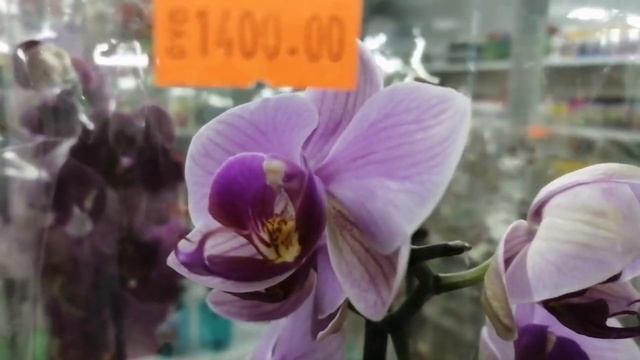 Супер орхидеи в магазине Мир цветов! смотреть онлайн