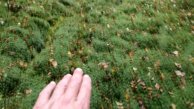 ОХОТА С ЛАЙКОЙ//ПРОВЕРКА БАРСУЧИХ НОР//ПОДГОТОВКА К ОХОТЕ НА ЛОСЯ. смотреть онлайн