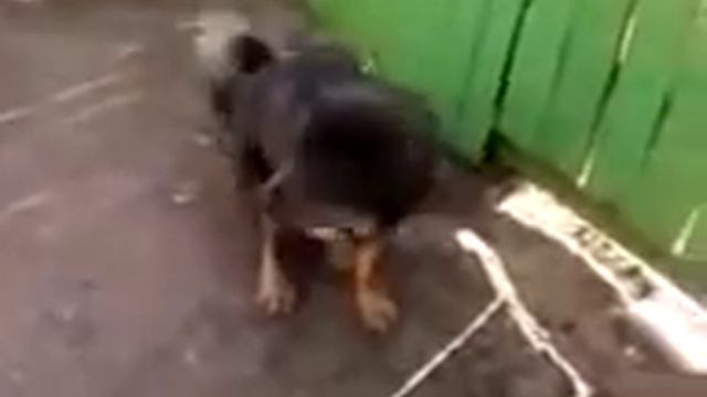 Тибетский мастиф и дети смотреть онлайн