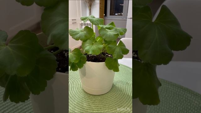 Пеларгония Bold Minstrel 🌺 #пеларгония #flowers #цветынабалконе смотреть онлайн