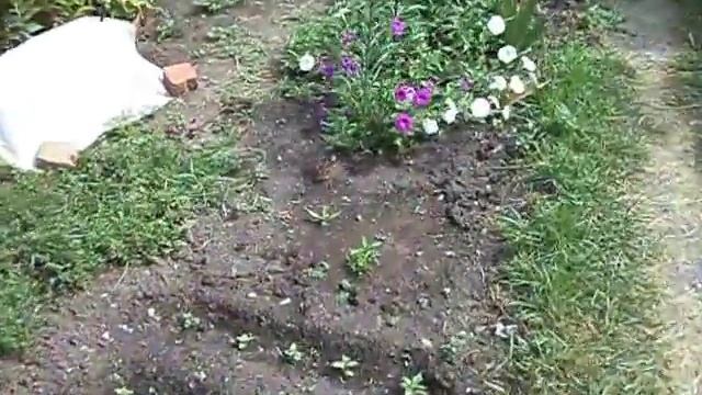 Лилии на садовом участке смотреть онлайн