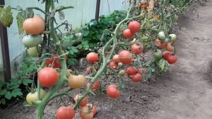 Томаты. Гибриды "Вано", "Надежда"