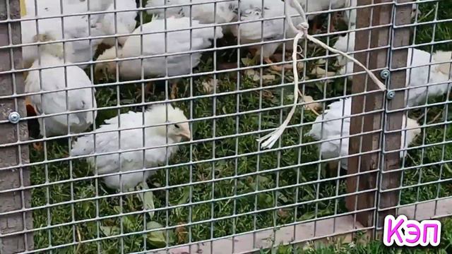 Бройлерам 26 дней и выпускаю адлерских на улицу. смотреть онлайн
