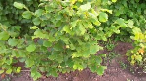 Причина плохого развития фундука или лещины.