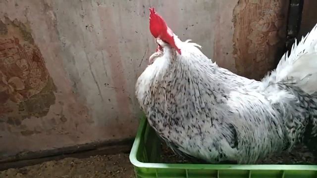 СКОЛЬКО ЖИВУТ ПЕТУХИ мой птичий уголок ЖАЛЬ С НИМ РАССТАВАТЬСЯ смотреть онлайн