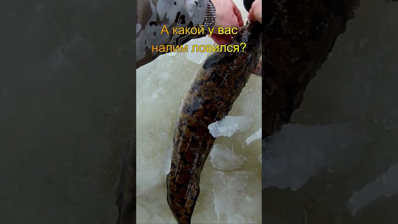 Поймал НОЧНОГО ХИЩНИКА! #shorts смотреть онлайн