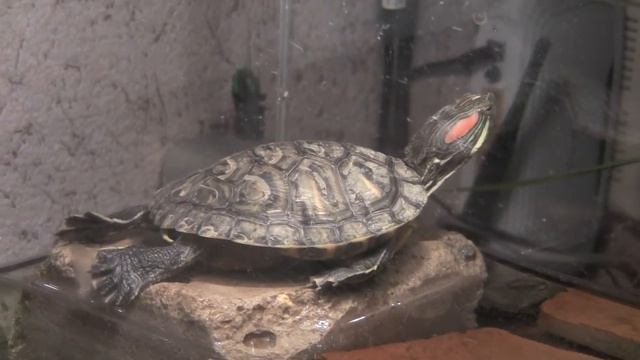 Red-eared sliders basking under the lamp - Красноухая черепаха греется под лампой смотреть онлайн