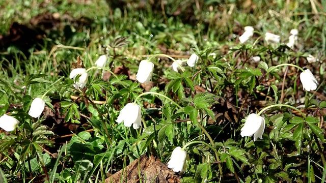 Anemone dei boschi - wood Anemone - (Anemonoides nemorosa) - Timelapse смотреть онлайн