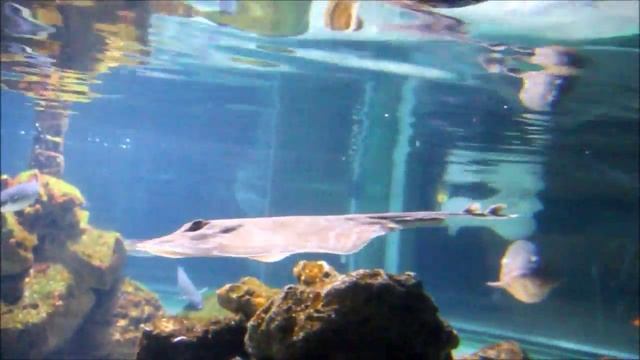 Океанариум в Германии смотреть онлайн