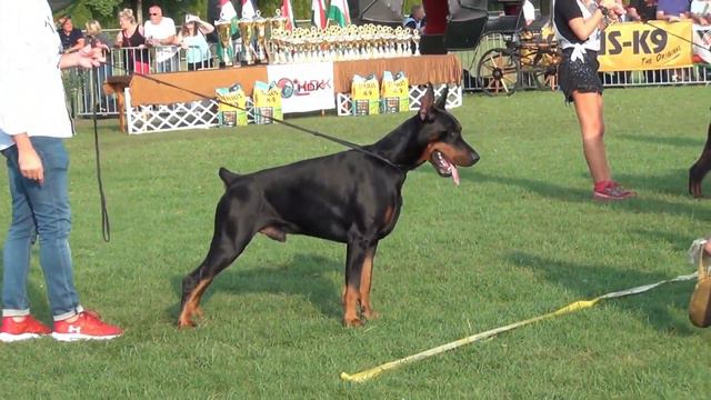 Colt di Perlanera IDC 2019 смотреть онлайн