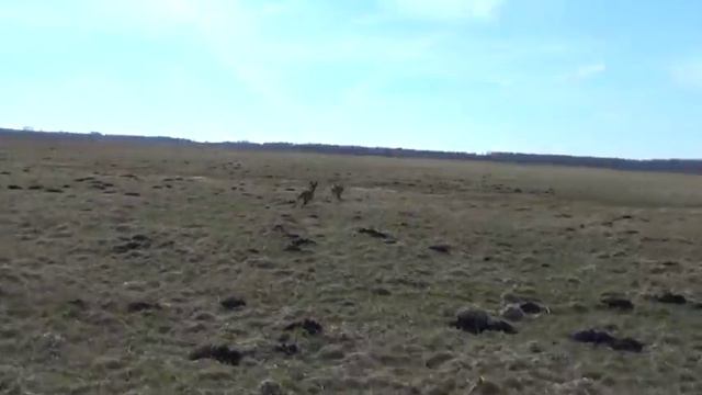 Бег за немеханическим зайцем :))) смотреть онлайн