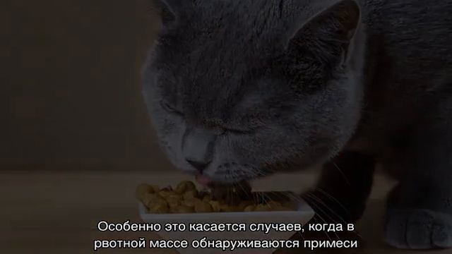 Рвота с кровью у кошки: причины, что делать смотреть онлайн