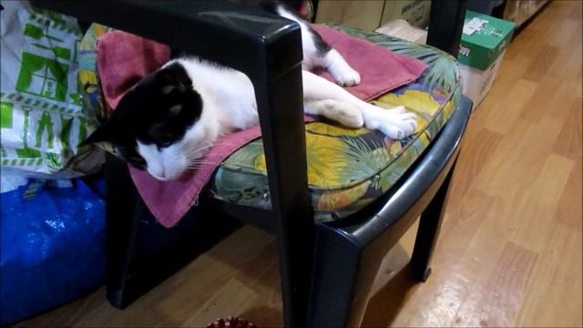 Кот - само спокойствие. смотреть онлайн