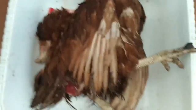 Я ТАКОГО НЕ ВИДЕЛА В ЖИЗНИ//ЯЙЦО ЗАСТРЯЛО на ПОЛ ПУТИ смотреть онлайн